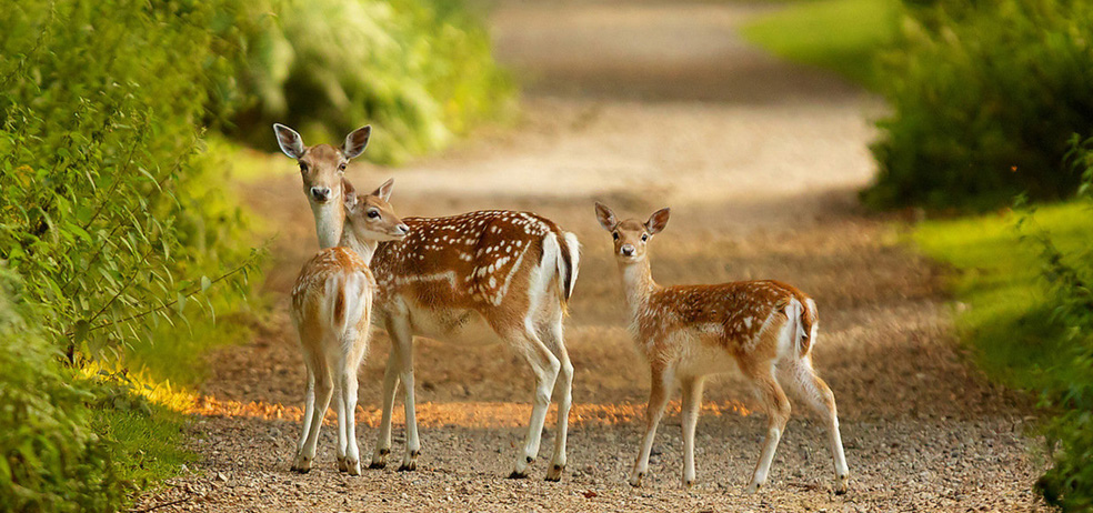 應(yīng)用范圍廣泛
